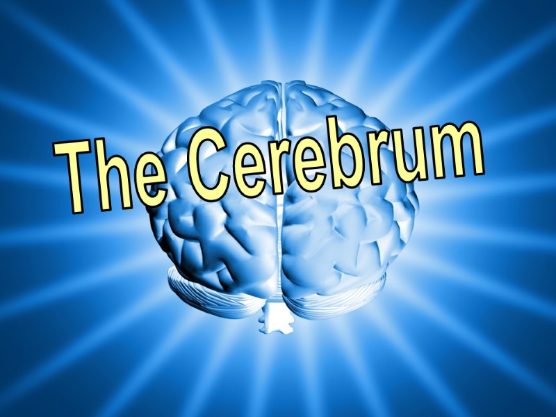 The Cerebrum